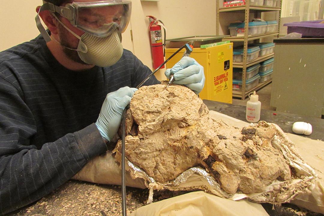 Brady Holbach, part-time Preparator, using an air scribe to remove rock from a 三角龙 brainc...